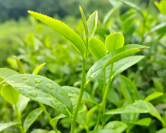 朱家角古镇私家园林课植园，水乡夜游实景昆曲牡丹亭门票，这波到底值不值？