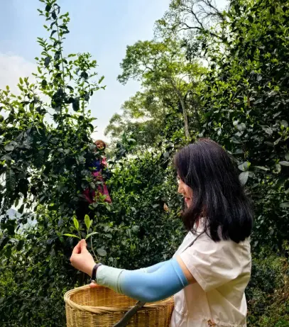 上海品茶-上海花千坊品茶 解锁魔都高端喝茶资源预约新玩法