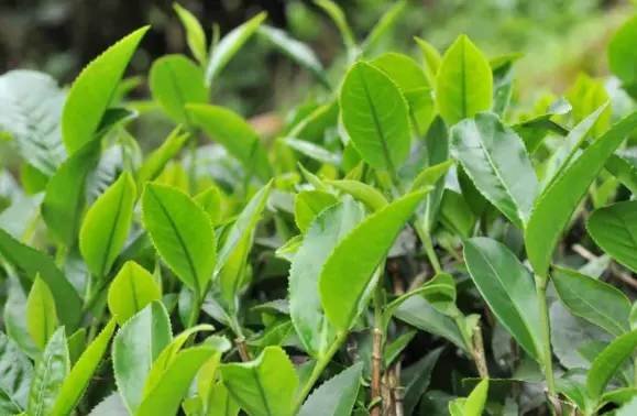上海品茶-上海花千坊品茶 解锁魔都高端喝茶资源预约新玩法